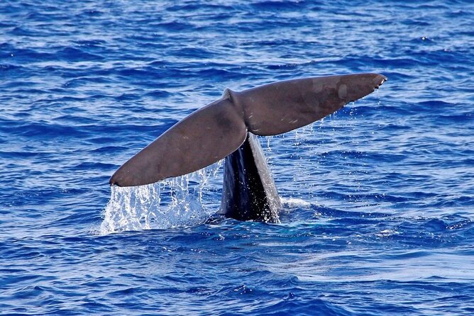 Hop-on Hop-off Bus Tour and Catamaran Whale & Dolphin Watching - The remaining central and port stops