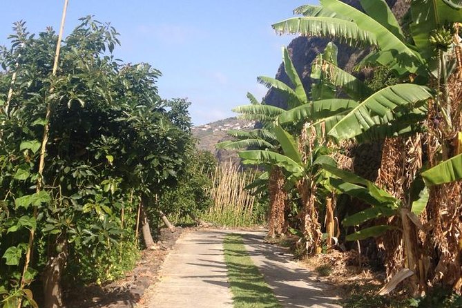 Incredible tour to a 'Faja' with a story - Walking through orchards with Fatima