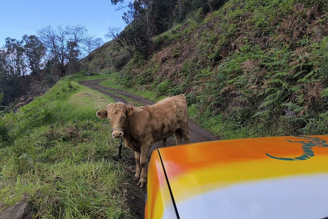 Jeep Adventure to Volcanic Pools & UNESCO Forest Treasures - Paul da Serra: High Open Country