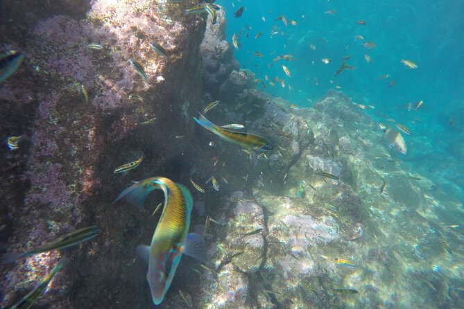 Kayak and Snorkeling Tour in Underwater Nature Reserve Garajau - Who should book this experience?