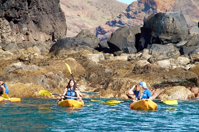 Kayak Experience @ Ponta de São Lourenço - Swimming, snorkeling, and coastal wildlife