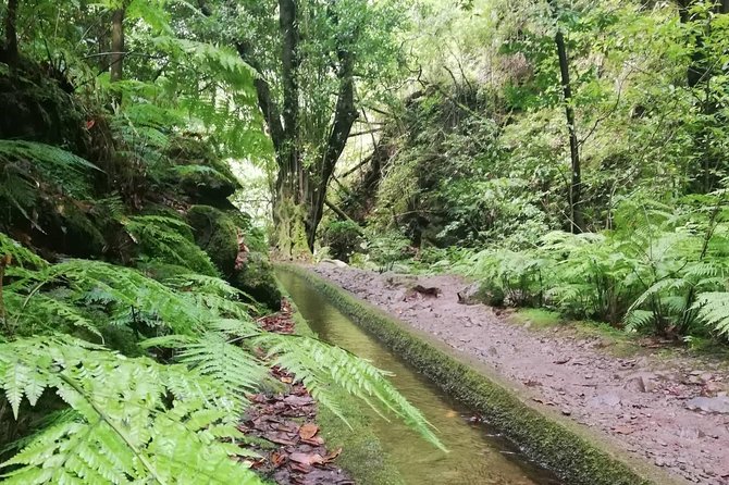 Kings Levada - São Jorge - The practical verdict for your Madeira plans