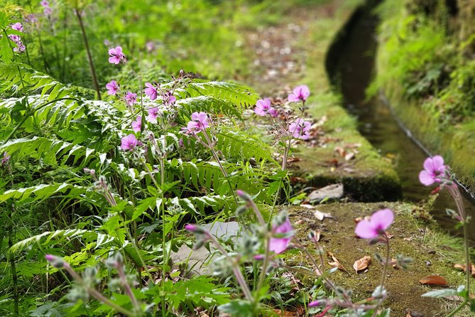 Kings Levada - São Jorge - Stops, plants, and the picnic break