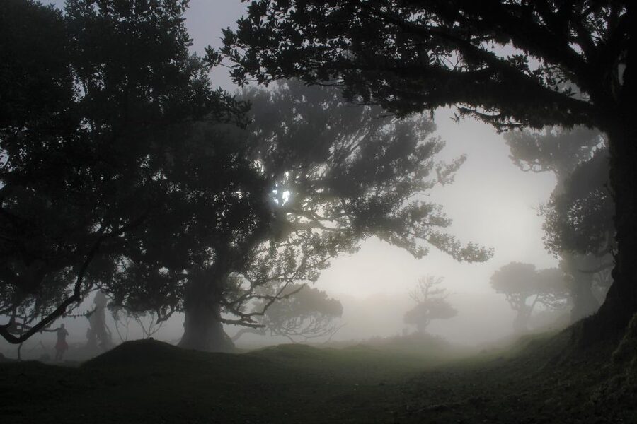 Let-Me-Surprise-You Madeira Full Day Private Tour - Why Madeira rewards a flexible tour