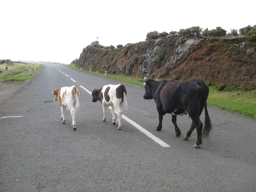 Levada do Alecrim (Madeira Lakes) Full-day walk - Flora, fauna, and the value of a local guide
