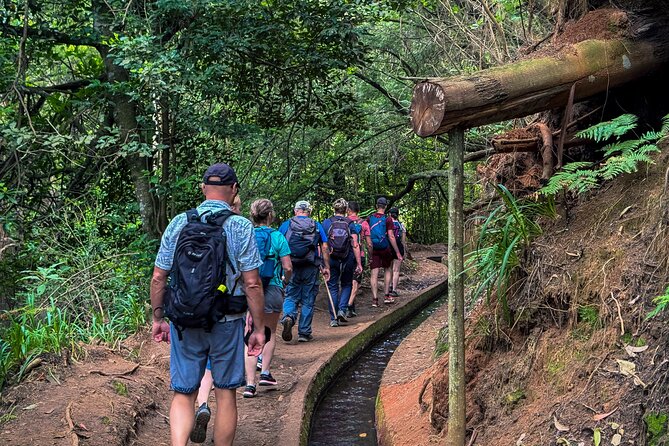 Levada do Rei (PR18) - Through Madeira's Majestic Laurissilva - Why the forest is better than a quick viewpoint stop