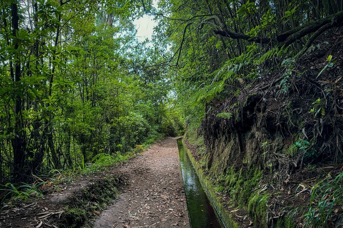 Levada do Rei (PR18) - Through Madeira's Majestic Laurissilva - What $52.85 buys you