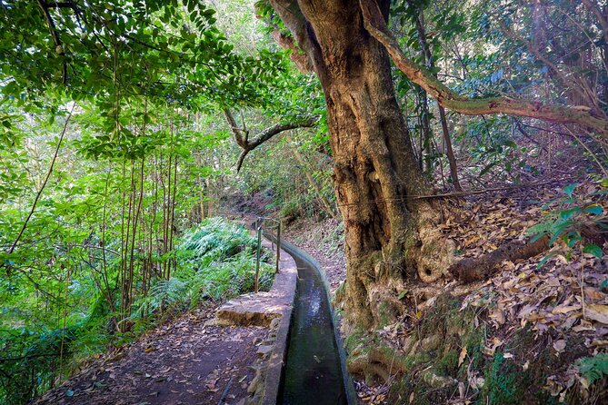 Levada do Rei (PR18) - Through Madeira's Majestic Laurissilva - Weather can change the plan