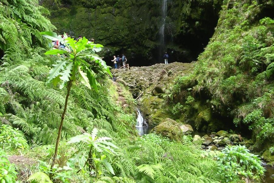 Levada Walk and Caldeirao Verde Waterfalls: Madeira - From Queimadas into the Laurisilva forest