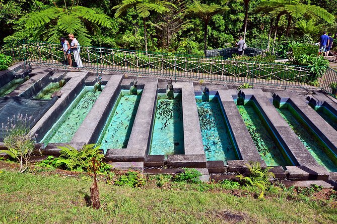 Levada Walk from Ribeiro Frio to Portela - Is $51.61 good value?