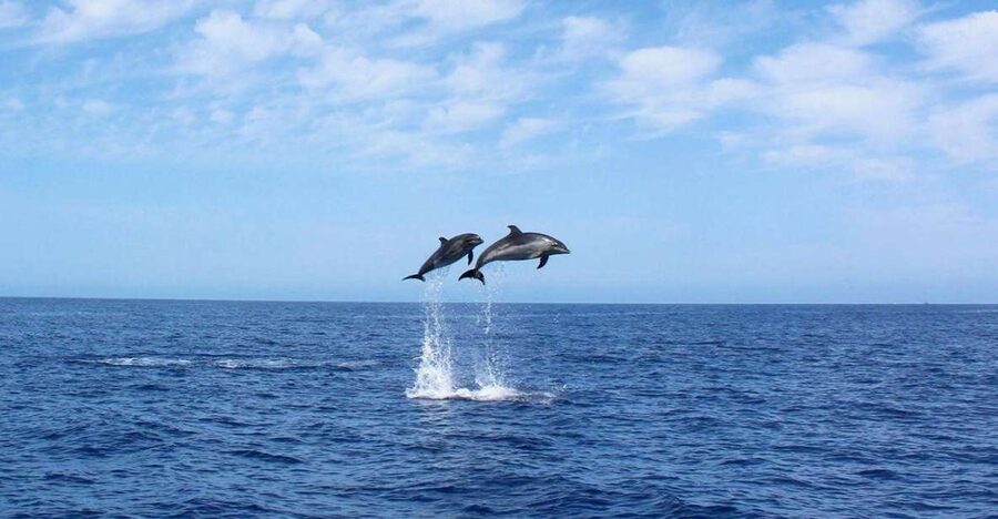 Madeira: 2.5-Hour Whale and Dolphin-Watching Cruise - What makes this Calheta cruise worth considering