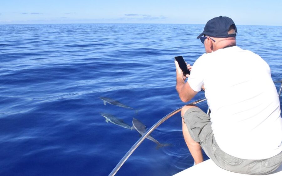 Madeira: 2.5-Hour Whale and Dolphin-Watching Cruise - Should you book the On Tales cruise?