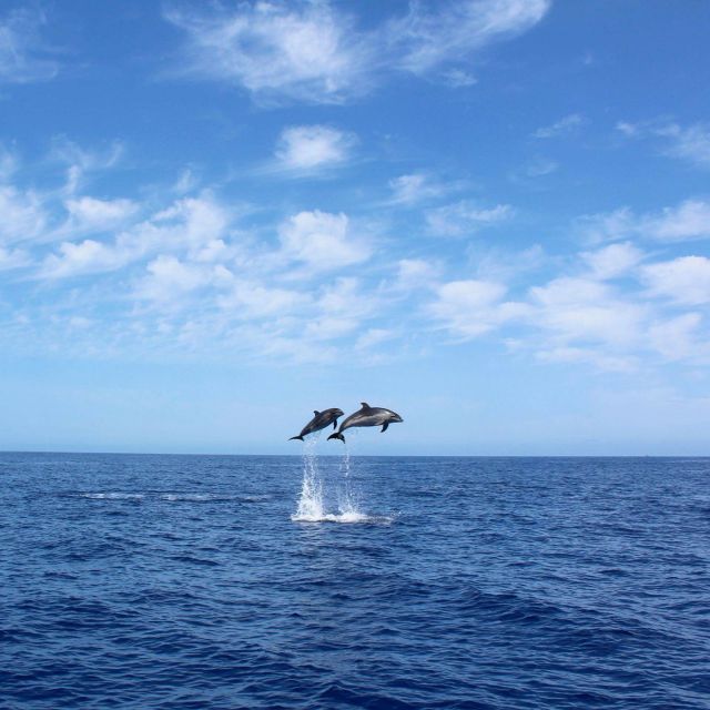 Madeira: 2.5-Hour Whale and Dolphin-Watching Cruise - Leaving Marina da Calheta with On Tales