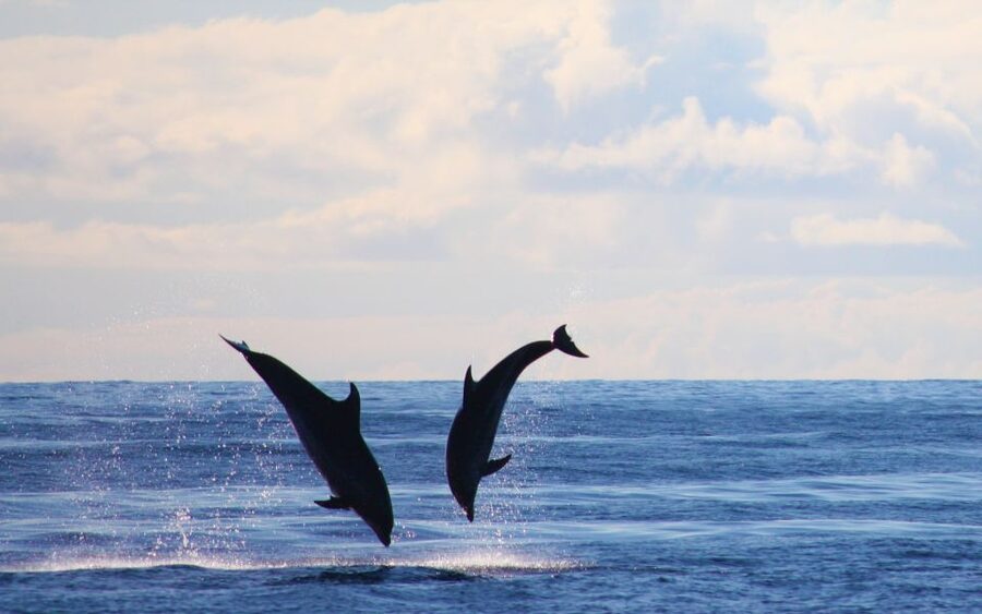 Madeira: 2.5-Hour Whale and Dolphin-Watching Cruise - The swimming and snorkeling stop
