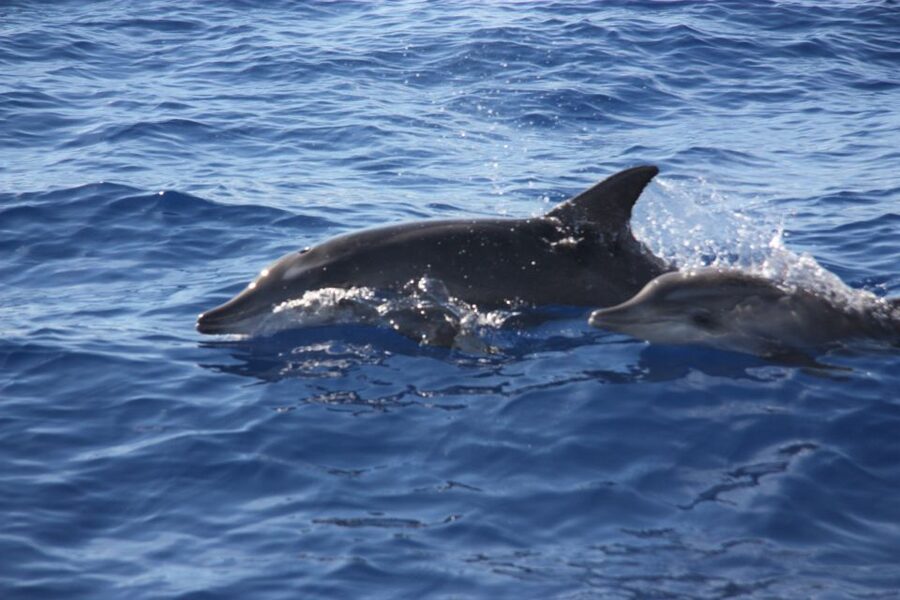 Madeira: 2.5-Hour Whale and Dolphin-Watching Cruise - Comfort, crew service, and the small details