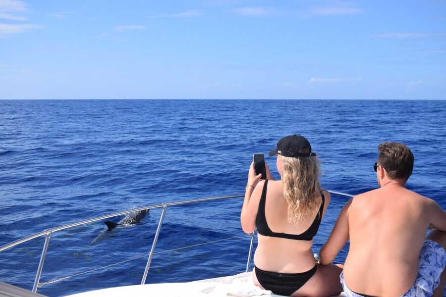 Madeira: 2.5-Hour Whale and Dolphin-Watching Cruise - Is $81 a fair price?