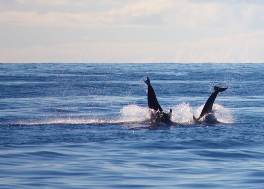 Madeira: 2.5-Hour Whale and Dolphin-Watching Cruise - Who will enjoy this trip most