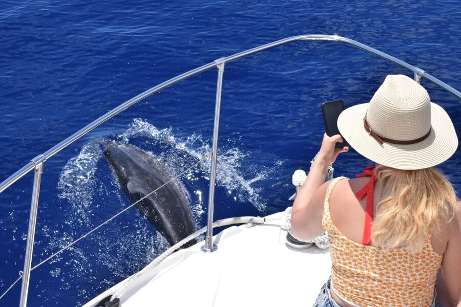 Madeira: 2.5-Hour Whale and Dolphin-Watching Cruise - Timing, weather, and the wildlife gamble
