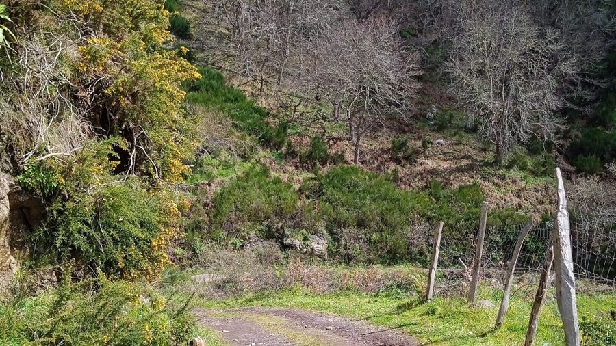Madeira all day jeep nature tours. - Boca das Voltas and the Faial side of the island