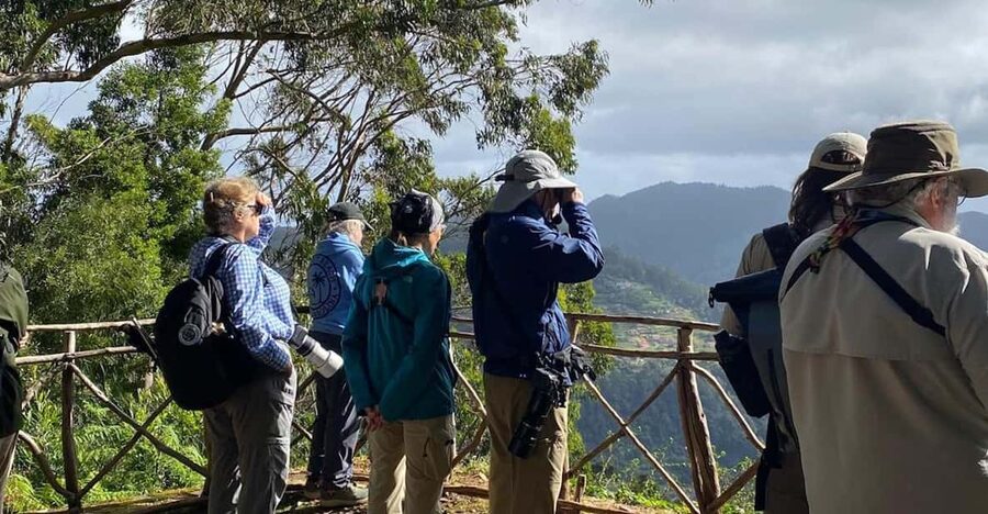 Madeira: Birdwatching - The Endemics - Is $64 a fair price?