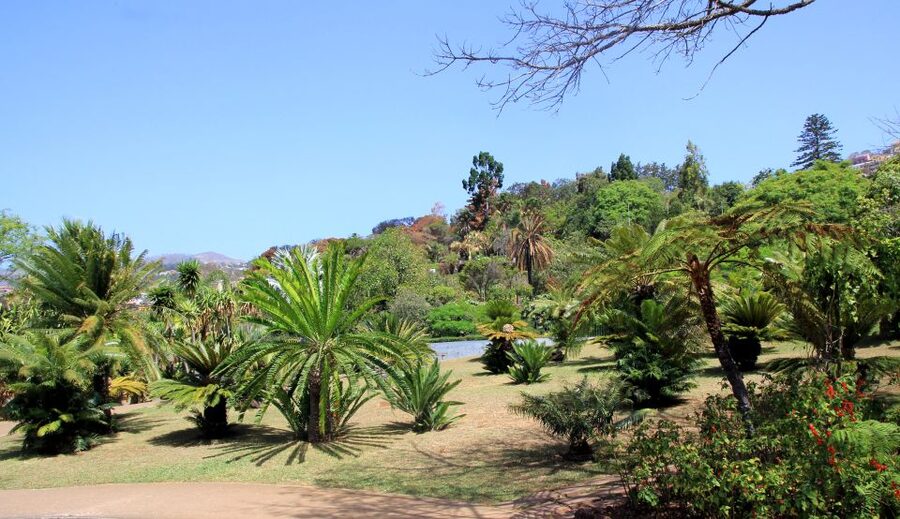 Madeira: Botanical Garden in a Tuk-Tuk Tour - Why the ride up to the garden matters