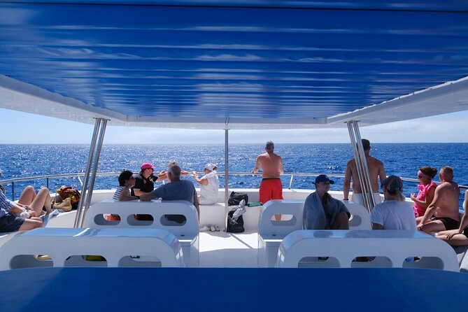 Madeira Dolphin and Whale Watching on a Ecological Catamaran - Comfort, spray, and the Atlantic swell