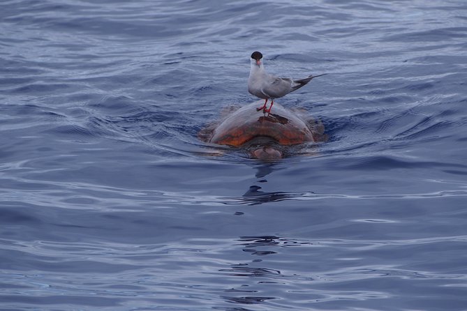 Madeira Dolphin and Whale Watching on a Ecological Catamaran - My verdict: book it for the chance, not the guarantee
