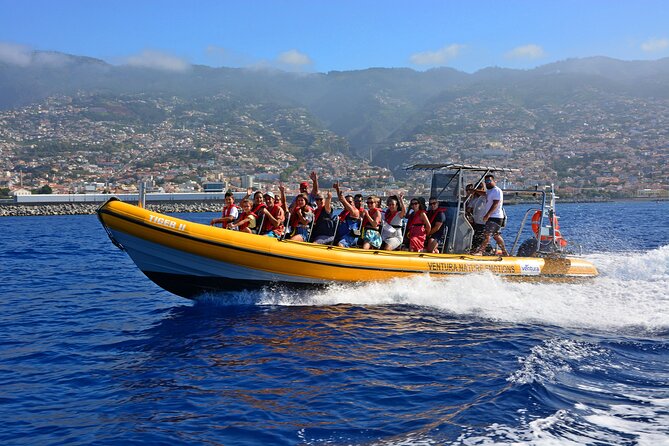 Madeira Dolphin & Whale Watching Tour - Key points at a glance