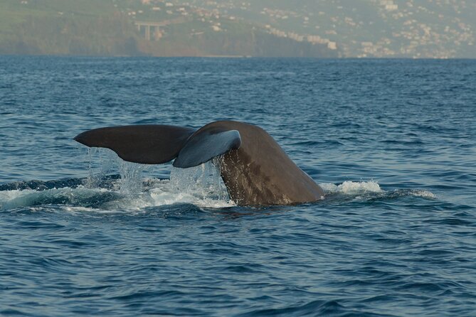 Madeira Dolphin & Whale Watching Tour - Leaving from Funchal Marina