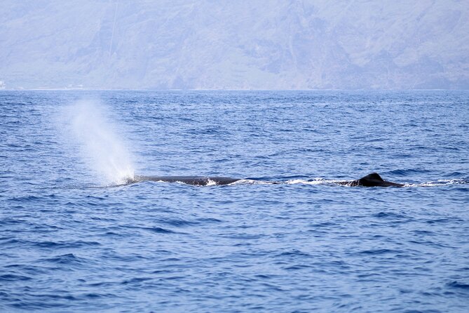 Madeira Dolphin & Whale Watching Tour - Close encounters without a staged show