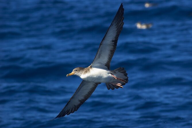 Madeira Dolphin & Whale Watching Tour - The Madeira coast from the water