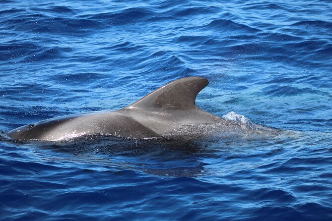 Madeira Dolphin & Whale Watching Tour - How long is the outing?