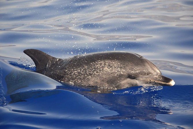 Madeira Dolphin & Whale Watching Tour - Is the $58.05 price good value?