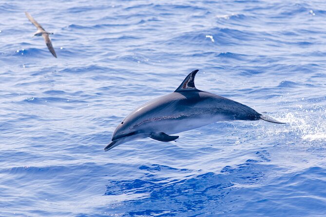 Madeira Dolphin & Whale Watching Tour - Searching Madeira’s offshore waters