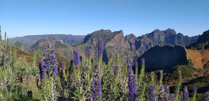 Madeira East Island Tour and Levada Walk - Why this east Madeira tour works so well