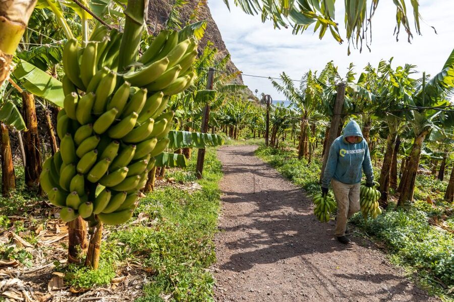 Madeira: Faja dos Padres Private Sightseeing Tour - What the $117 price includes
