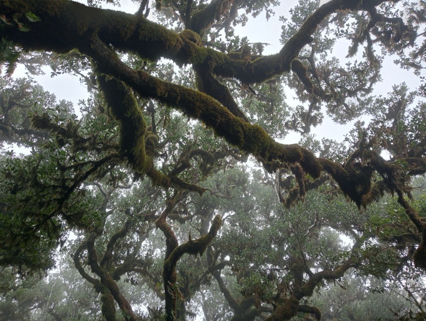 Madeira: Fanal Forest Guided Hiking Tour - Why Fanal Forest Feels Different