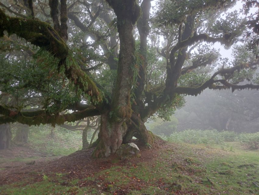 Madeira: Fanal Forest Guided Hiking Tour - The Views Beyond the Trees