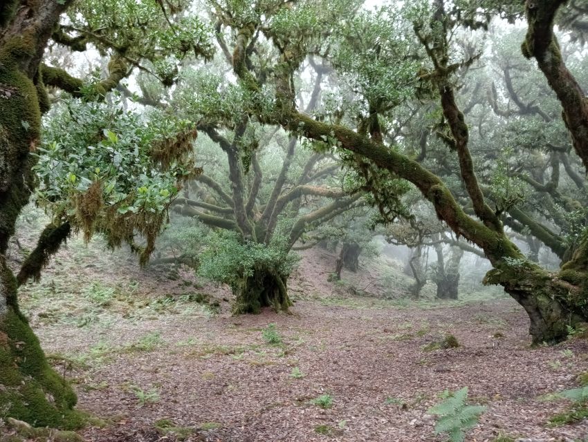 Madeira: Fanal Forest Guided Hiking Tour - Who Will Enjoy This Hike Most