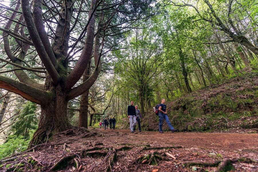 Madeira: Full-Day Laurel Forest Guided Walking Tour - Why this Madeira walk is more than a forest stroll