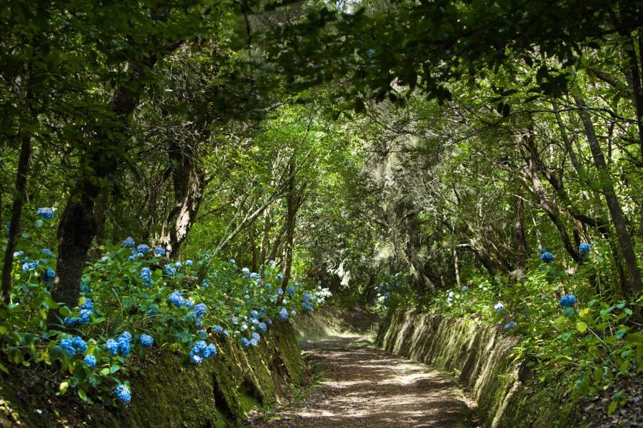Madeira: Full-Day Laurel Forest Guided Walking Tour - Four tunnels and the practical side of the trail