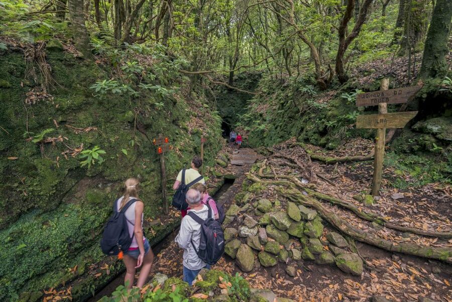 Madeira: Full-Day Laurel Forest Guided Walking Tour - What the $50 price really gets you