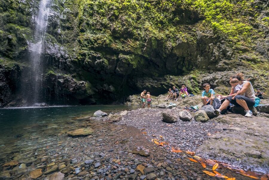 Madeira: Full-Day Laurel Forest Guided Walking Tour - Starting at Queimadas Forestry Park