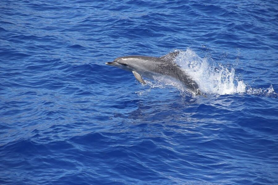 Madeira: Funchal Sunset Tour by Catamaran - Who will enjoy this catamaran cruise?