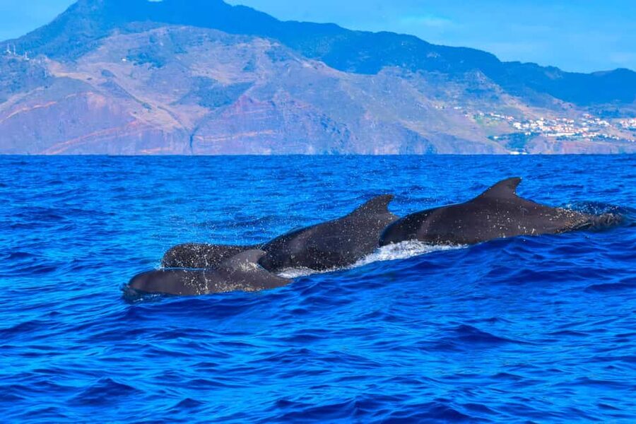 Madeira: Guaranteed Whales or Dolphins Watching Tour - FAQ