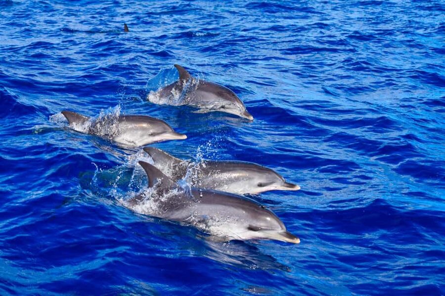 Madeira: Guaranteed Whales or Dolphins Watching Tour - Meeting the boat at Funchal’s new marina