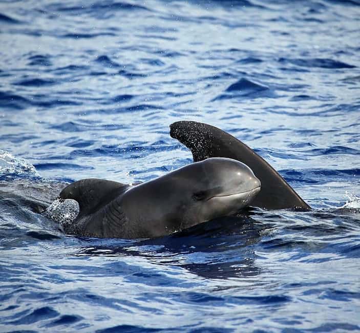 Madeira: Guaranteed Whales or Dolphins Watching Tour - Which animals might you see?