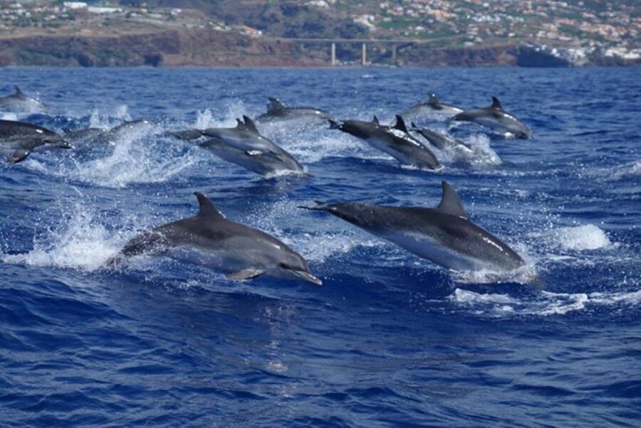 Madeira: Guaranteed Whales or Dolphins Watching Tour - Ethical watching, not an ocean chase