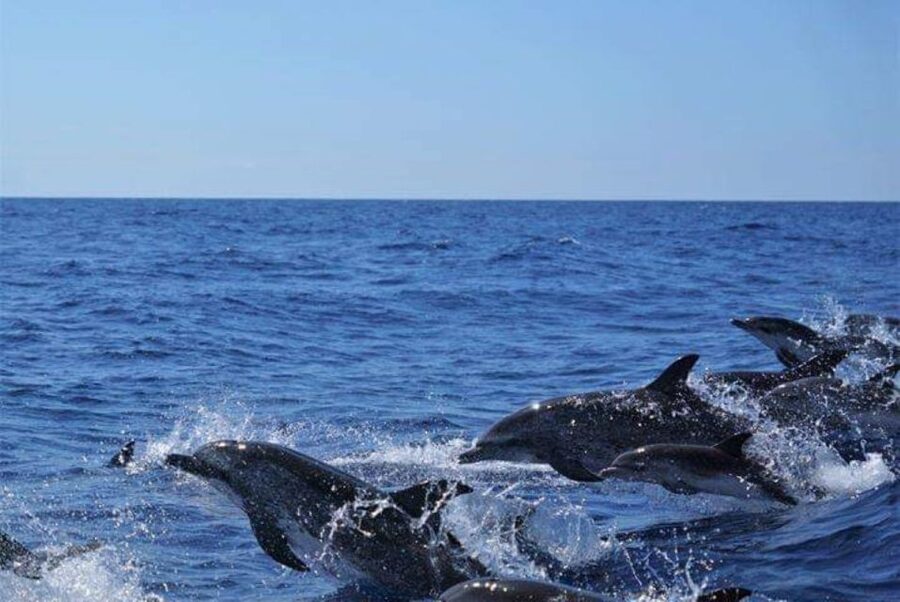 Madeira: Guaranteed Whales or Dolphins Watching Tour - What the small group means in practice