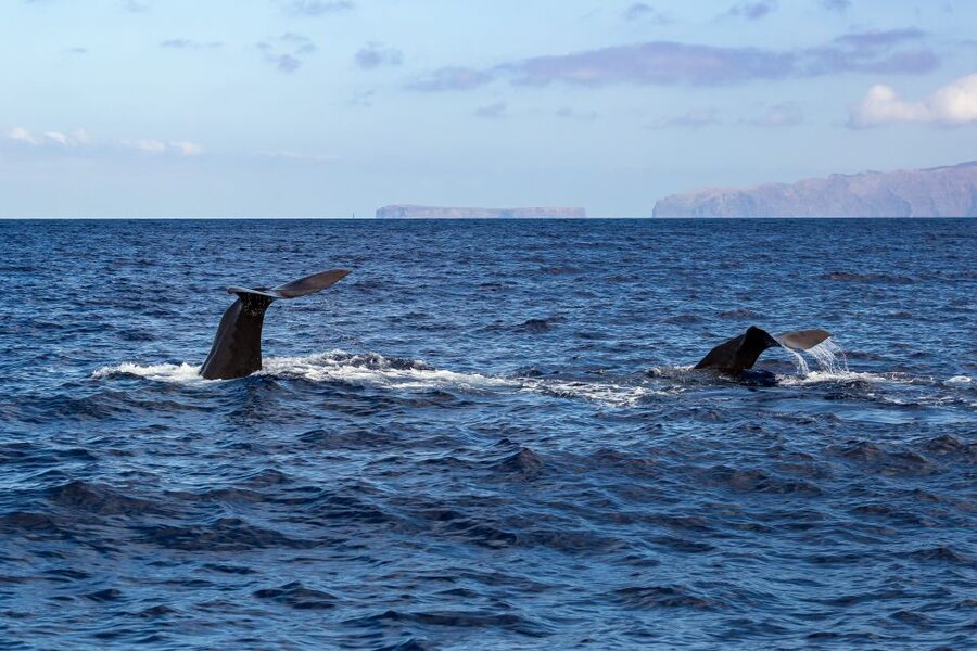Madeira: Guaranteed Whales or Dolphins Watching Tour - Is $55 a fair price?
